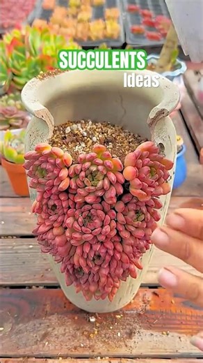 Red Succulent Decor Ideas! ❤️ Stunning Arrangements Using Colorful Plants