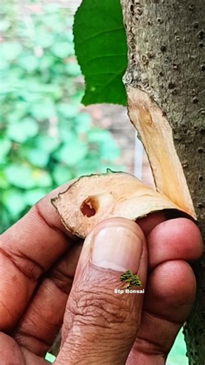 Very nice grafting technique 🌿🌳 #plants #garden #gardening #nature #craft #diy #grafting