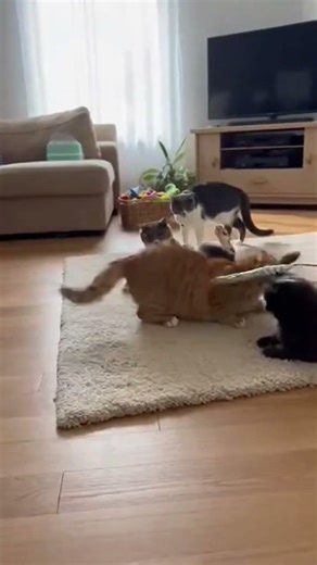 😹 Sleeping Cats Horn Prank Gone Wrong | Funny Cat Attack #ShortsHashtags:#funnycats #catprank