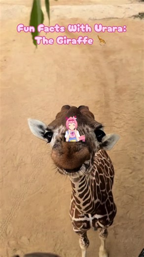 Amazing Facts About Giraffes You Didn't Know