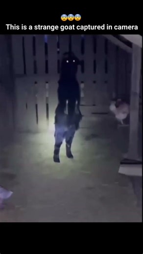 Mysterious Goat recorded in a Goat shed!!