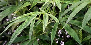 N.C. lawmakers propose bill to legalize marijuana