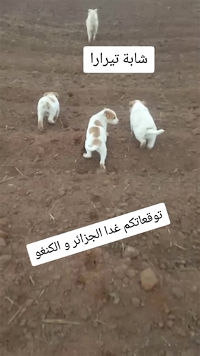 أولاد رحمة نوايل لحرار: كأس العالم للأندية