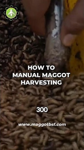Efficient Manual Maggot Harvesting #bsfcolony #farming #blacksoldierfly #natural