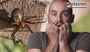 Explainer: Everything you need to know about the Noble False Widow spider as 'frightening' dominance in Ireland grows - Extra.ie