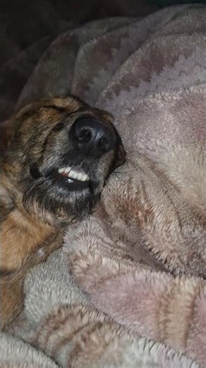 Simba taking kharrate after taking bath#newshort#viralshort#trending #subscribe