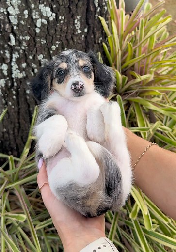 Adorable Mini Dachshund Puppy Moments 🥹🤍