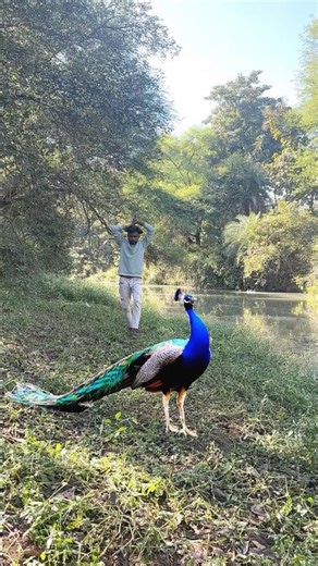 Peacock hunting