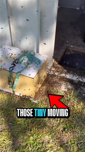 Massive Bee Swarm Found Inside a Shed 😱🐝 | Safe Bee Removal