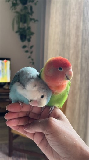 Caring for Lovebirds: Preening and Feather Assistance