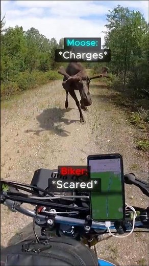 Biker Got Rammed By A Giant Moose