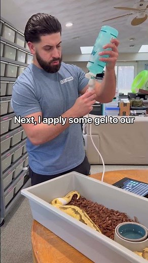 How To Ultrasound Ball Pythons In Under 60 Seconds🫶🐍💪