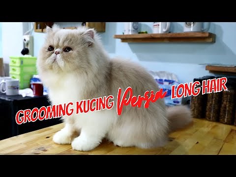Grooming Kucing Persia Long Hair Bombom