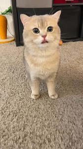 my secret to being a trumpet: nom nom eat with bigger bites , meow with louder voice #cat #cute #meow | Meow_Cash
