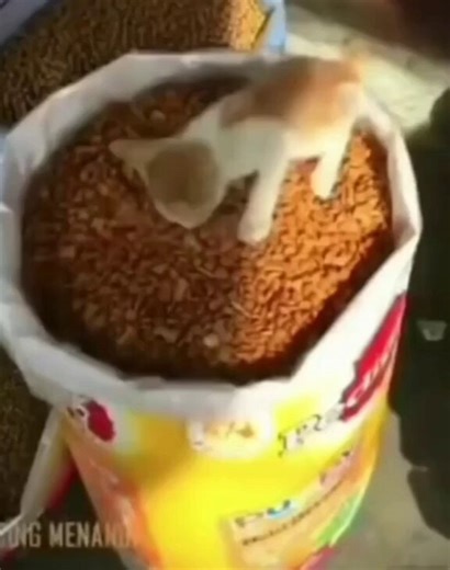 smol silly cat (@Catsillyness) on X