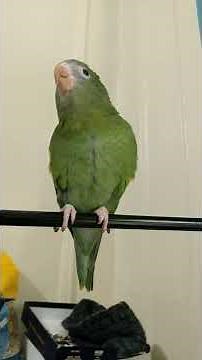 Canary Winged Parakeet Says "Peekaboo" For The First Time: Does Good Job