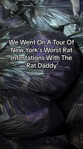 Exploring New York's Rat Infestations with Rat Daddy