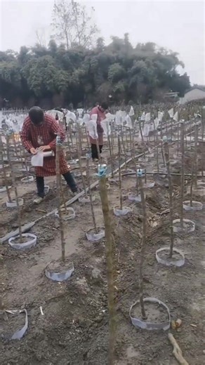 #Lollipop #roses #grafted onto rose #rootstock are known for high survival, superior healing, and longevity.
