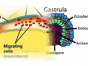 Gastrulation in chick