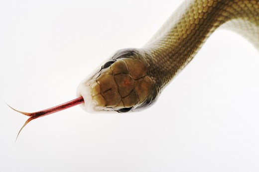 An A to Z List of Exotic Pets