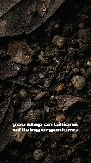 Soil is way more alive than you think #mindblown #nature