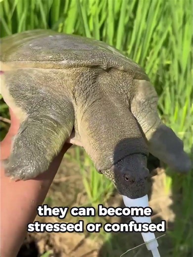 Why do they put masks on turtles