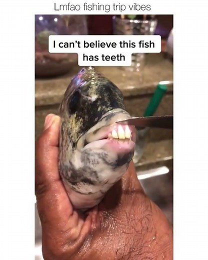 Fish with Human like teeth - Sheepshead Fish
