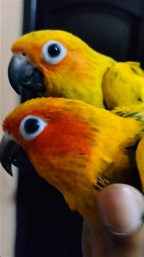 Pet Birds Ho toh Aise.. Plate pe direct attack #pets #birds #sunconure #parrot