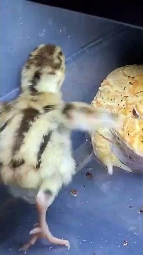 Pacman Frog Bites The 💩 Out Of Chick / Warning Live Feeding