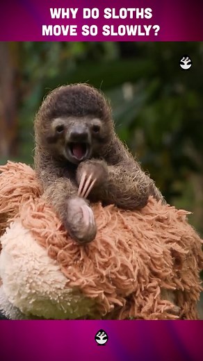 Understanding the Uniqueness of Slow-Moving Sloths