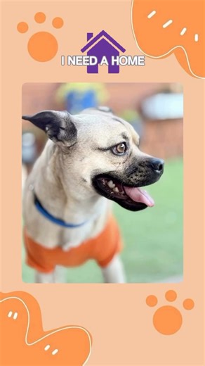 ✨✨✨AVAILABLE TO NEW & PRE-APPROVED APPLICANTS✨✨✨ 🇲🇽 Meet Bendito – From the Streets of Mexico to the Search for His Forever Home! 🐾 Say hola to Bendito, a 1-year-old Puggle with a heart as big as his journey! This sweet boy came all the way from Mexico through GMPR’s partnership with a Texas pug rescue, along with his brother Frito. Before arriving in New England, the pair spent months in a shelter after surviving on the streets—and now Bendito is ready for the loving home he’s always deserve