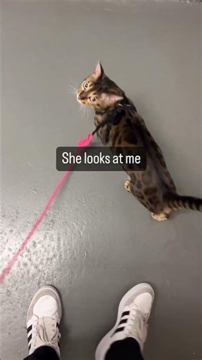 I Taught My Cat to Walk on a Leash