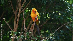 Sun Conure or Sun Parakeet, Aratinga solstitiali looking down and raises its head to bite on the twig rapidly as it also goes down, a bird from South America.