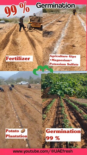 Potato Farming Tips: Grow 99% More Tubers with These Amazing Techniques!