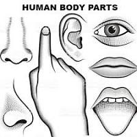 body parts 2