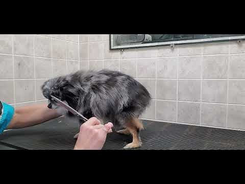 Long Haired Chihuahua, brush out and scissor cut, dog grooming without restraints