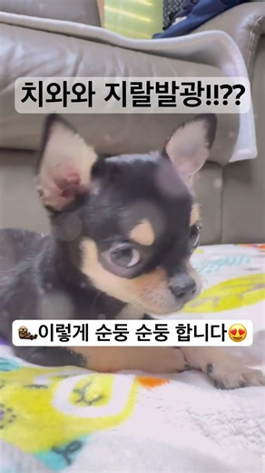 분노에 지랄발광 한다는 치와와를 입양했습니다^^ #치와와 #반려견 #일상