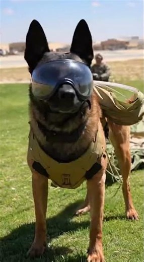 Watch This K9 Drop Over the Desert Runway