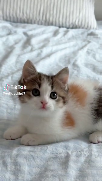 可愛い三毛猫の子猫動画特集