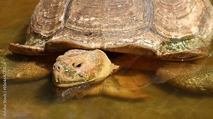 Close up Centrochelys sulcata in the water at outdoor farm or zoo. African spurred tortoise, is the third largest tortoise species in the world.