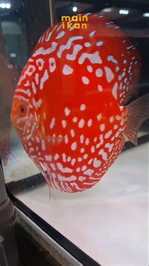 🌹 LIKE RED FLOWER 🌹 | Raflesia & Panda | Ikan Hias Discus Fish | Main Ikan | Aquarium | Aquascape