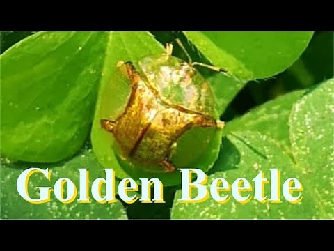 The Golden Tortoise Beetle