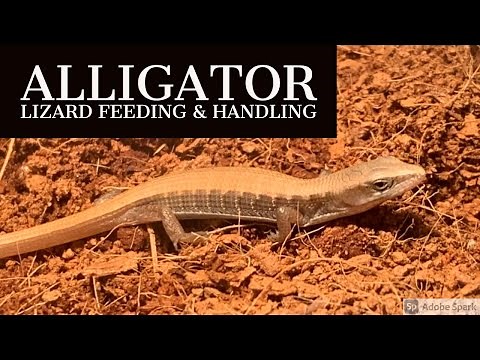 Alligator Lizard Feeding & Handling!
