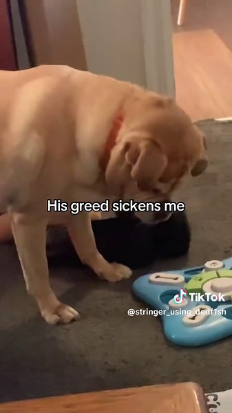 Also again important for my moots to pls follow my backup account @jax_in_a.box cuz there’s a high chance thsi account will get taken down soon #dogs