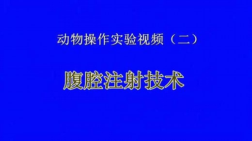 小鼠腹腔注射技术