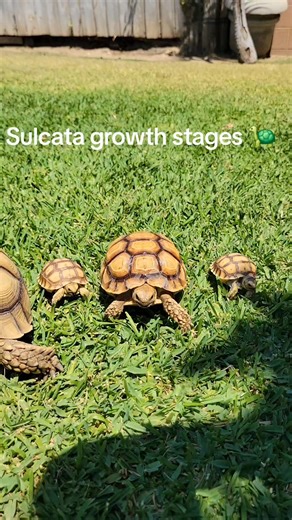 Understanding Sulcata Tortoise Growth Stages
