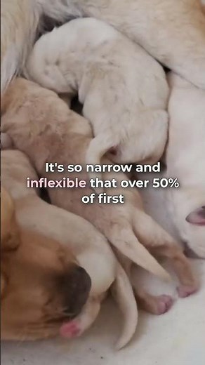 She Gives Birth Through a Pseudo-Penis?! | Shocking Hyena Reproduction Fact