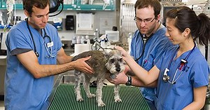 Penn Vet students to star in new reality show