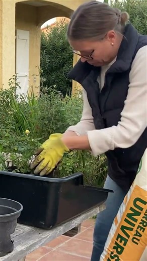 Planting mini roses #garden #gardening #plants #gardeningtips #mybackyardgarden #diy #rosecaring