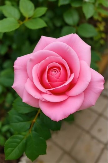 Green Garden Roses 🌿🌹 | Natural Rose Beauty | Peaceful Flower Video 🍃✨